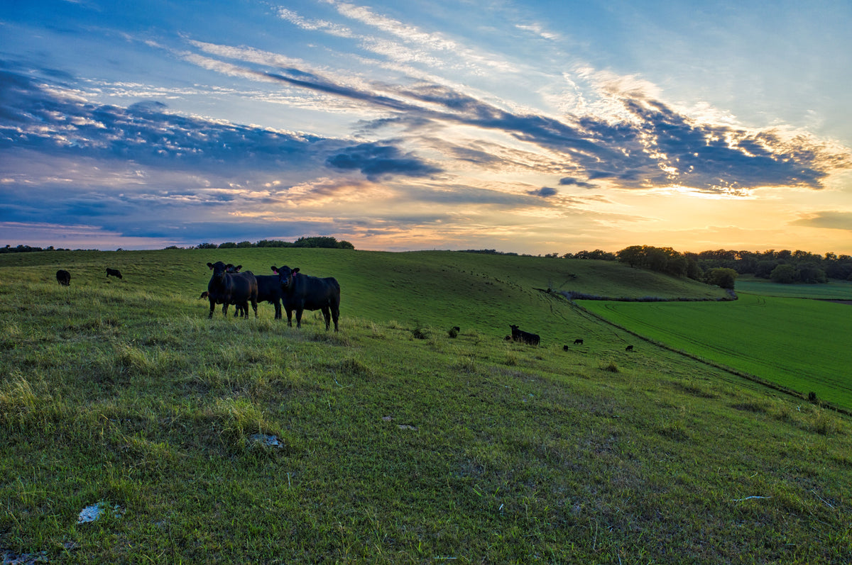 Black cattle grazing on pasture