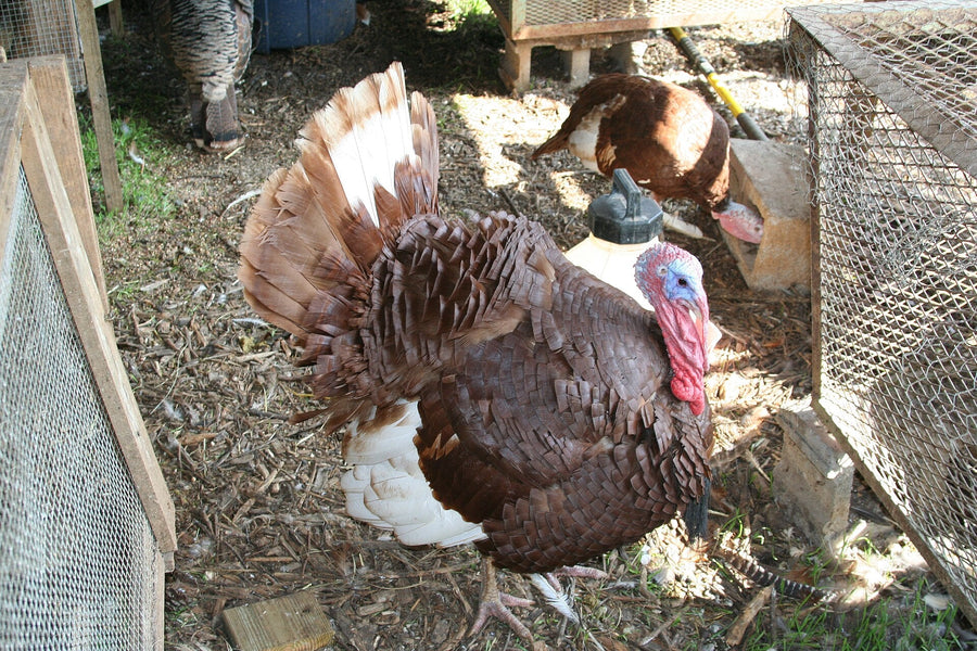 Illustrative image: a Bourbon Red heritage turkey tom