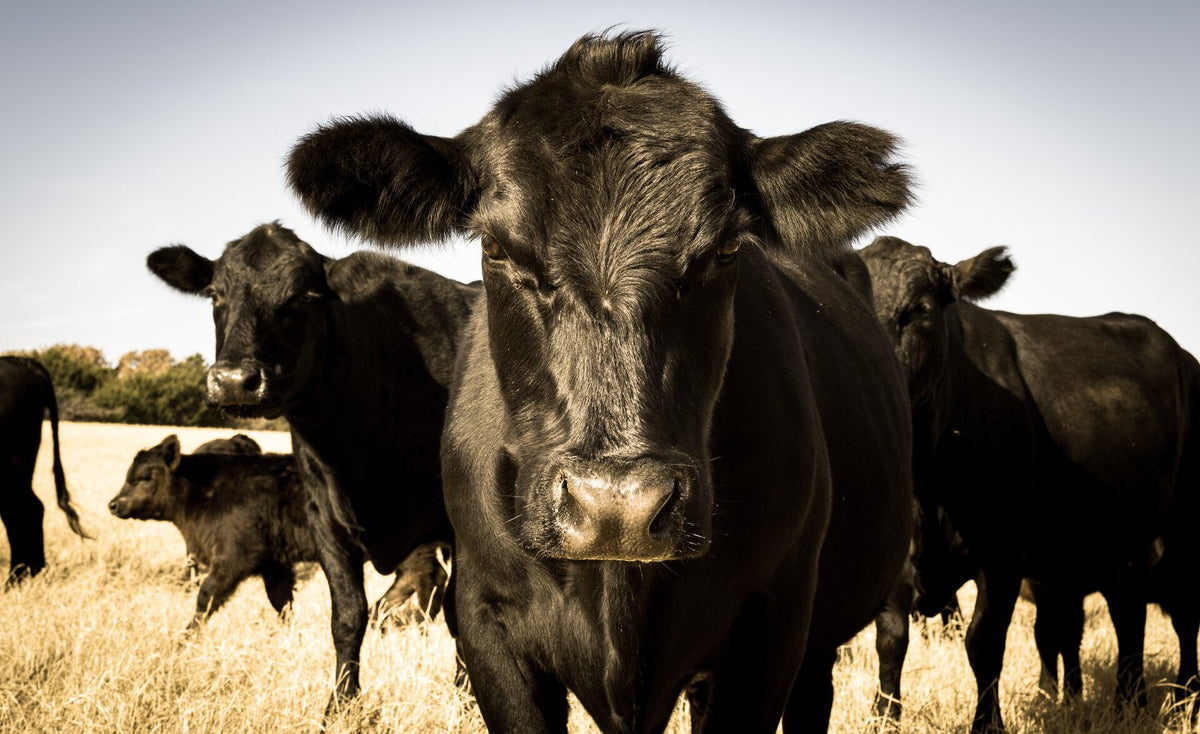 Black cattle grazing on pasture