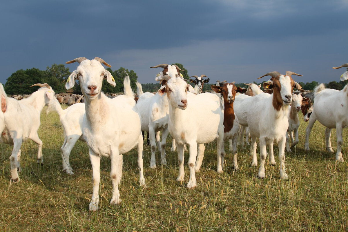 Goats on pasture
