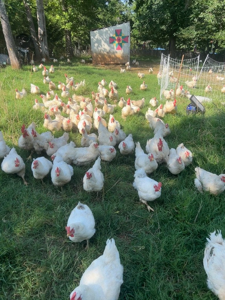 Meat chickens on pasture at Rivas Ranch