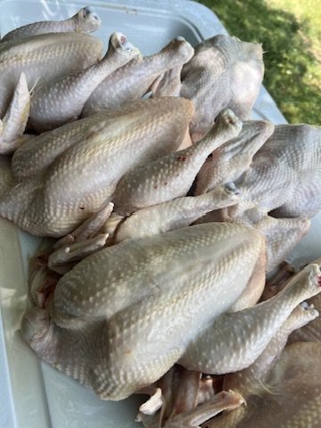 Whole dressed Rivas Ranch chickens