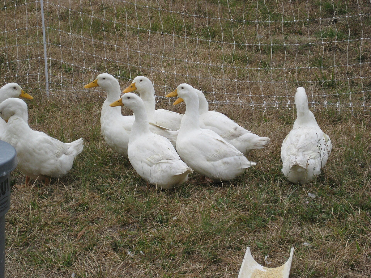 Illustrative image: white Pekin ducks on grass
